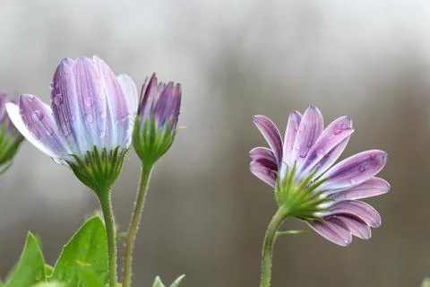 Purple Daisy flower Stock Photos