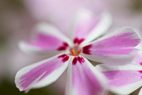 Purple daisy Foto stock