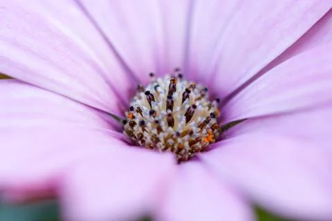 Purple daisy Stock Photos