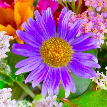 Purple daisy Stock Photos