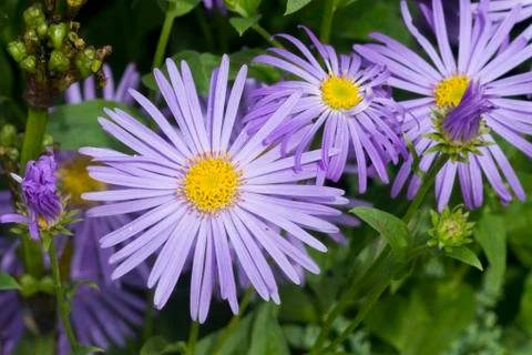 Purple daisy Stock Photos