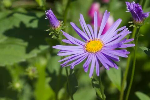 Purple daisy Stock Photos