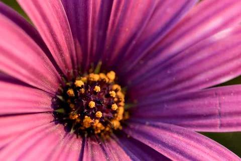 Purple daisy Stock Photos