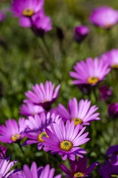 Purple Daisy Stock Photos