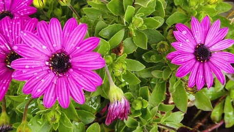 Purple daisy slow motion Stock Footage 237564844