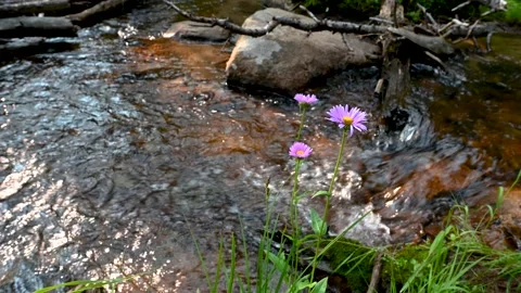 Purple Daisy's by stream Vídeos de archivo 159028768