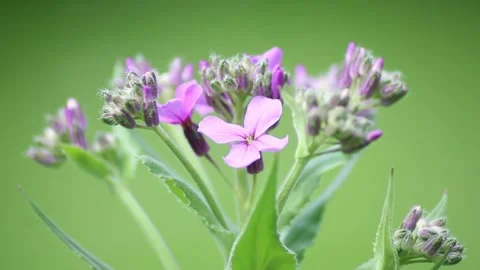 Purple Dame's Rocket flower Stock Footage 273922731