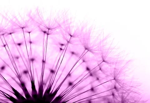 Purple dandilion Stock Photos