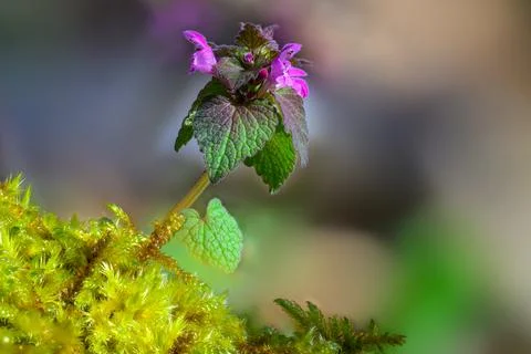 Purple Dead-Nettle Macro Spring Wildflower Moss Stock Photos