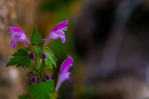 The purple deadnettle Stock Photos