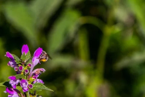 The purple deadnettle Stock Photos