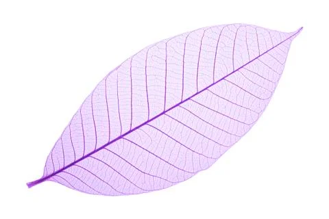 Purple decorative skeleton leaf Stock Photos
