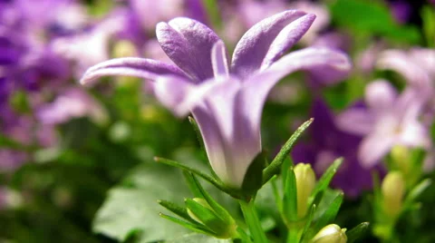 Purple Delphinium Time-lapse Stock Footage 44482588