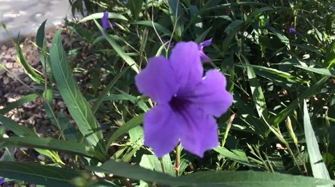 Purple Desert Bloom Video stock 42271280