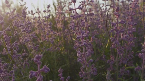 Purple Desert Lavender Vídeo Stock 100193481