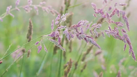 Purple dew-covered grass seed heads gently swaying across diagonal meadow scene  Stock Footage 341880651