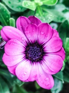 Purple Dimorphotheca ecklonis Stock Photos