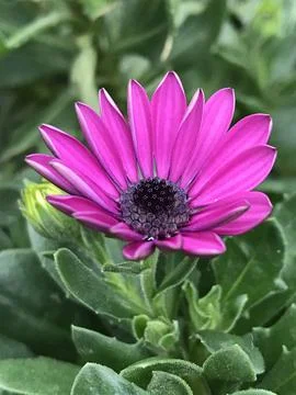 Purple Dimorphotheca ecklonis Stock Photos