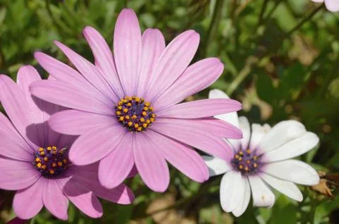 Purple dimorphotheca flower in a field Stock Photos
