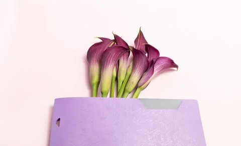 Purple Document Folder With Flowers On Pink Desk, Background. Calla Lily And Stock Photos