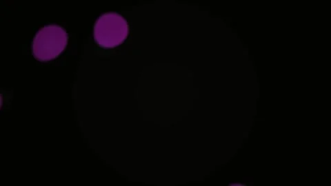 Purple dots on black background. Stock Footage 340040417