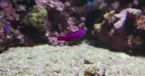 amanecer dottyback