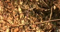 Purple Dragonfly 01 HD Footage