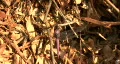 Purple Dragonfly 03 HD Footage