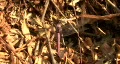 Purple Dragonfly 04 HD Footage