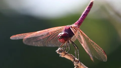 Purple dragonfly Stock Footage 141162904