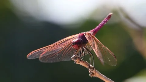 Purple dragonfly Stock Footage 141163091