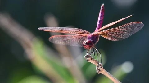 Purple dragonfly Stock Footage 141168626