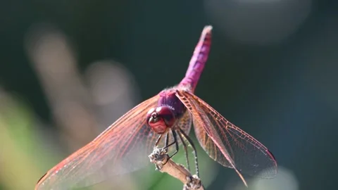 Purple dragonfly Stock Footage 141169643
