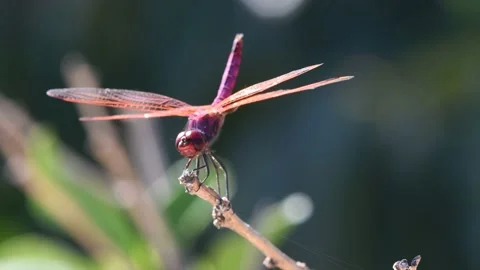 Purple dragonfly Stock Footage 141170104