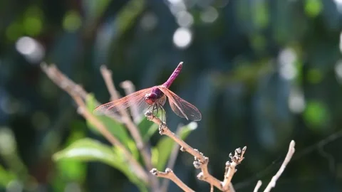 Purple dragonfly Stock Footage 141172083