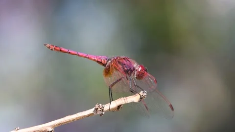 Purple dragonfly Stock Footage 141172387