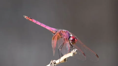 Purple dragonfly Stock Footage 141172934