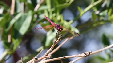 Purple dragonfly Stock Footage 141175277