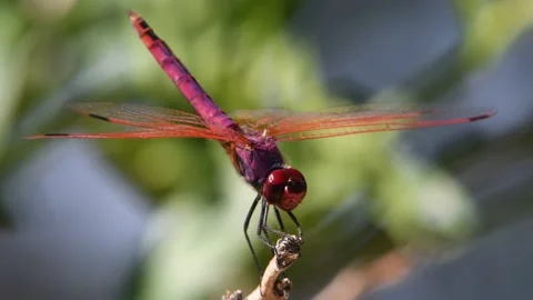 Purple dragonfly Stock Footage 141176910