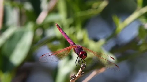 Purple dragonfly Stock Footage 141177965