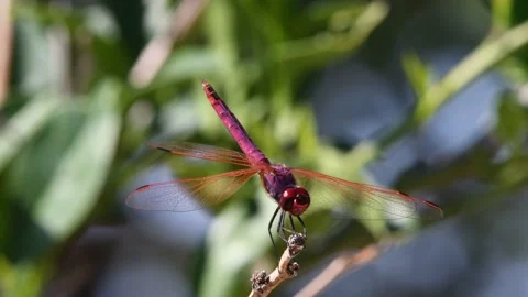 Purple dragonfly Stock Footage 141179291