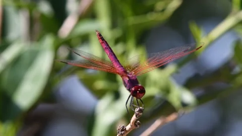 Purple dragonfly Stock Footage 141182152