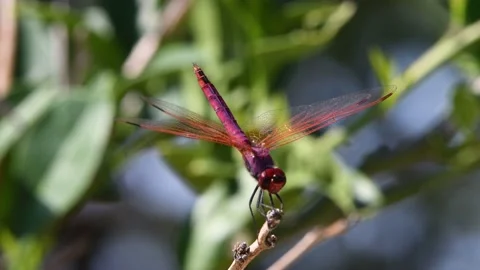 Purple dragonfly Stock Footage 141184512
