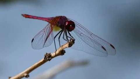 Purple dragonfly Stock Footage 141222176