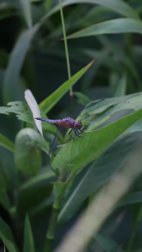 Purple Dragonfly Stock Footage 306877198