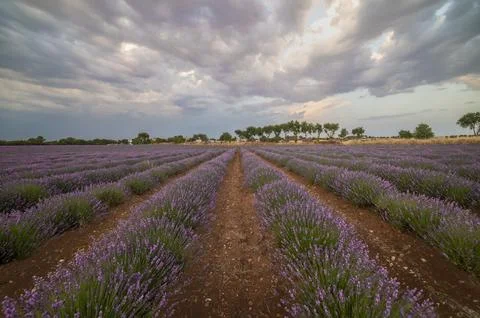 Purple Dreamscape: Capturing the Tranquility and Abundance of Nature's Beauty Stock Photos