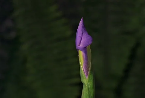 Purple Dutch iris opening, time lapse Stock Footage 86919037