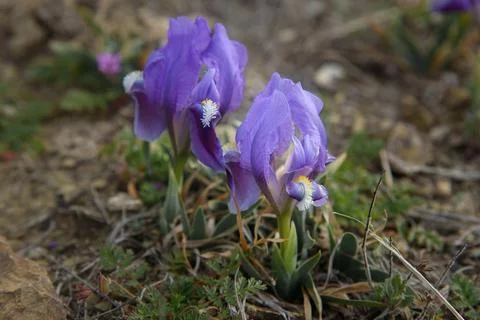 Purple Dwarf iris flower or Iris pumila in coastal hills Foto stock