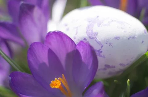 Purple Easter egg in beautiful purple colors. Easter composition Stock Photos