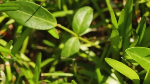 Purple Easter Egg in Grass (Pysanky or Pisanka) Stock Footage 50613584